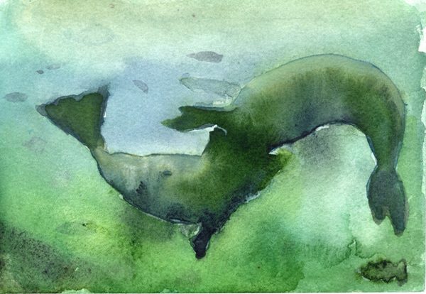 טליה רז, כלבי ים, אקוורל על נייר 2024