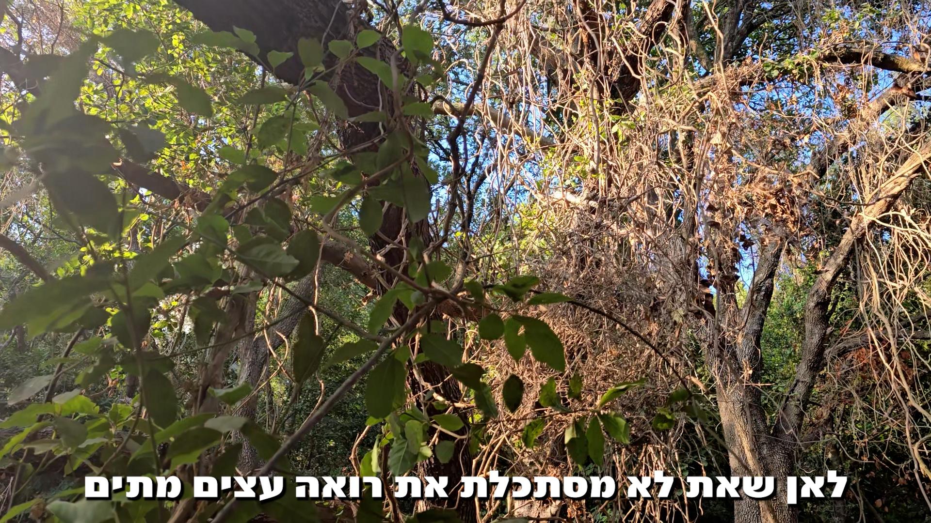 טל געש, סטילס מתוך וידאו, מתוך המיצב המשותף עם שרית אכטנברג. מה שמחזיק, 2026